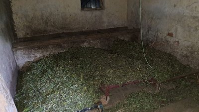 Чоловік самостійно сушив коноплю Чоловік самостійно сушив коноплю