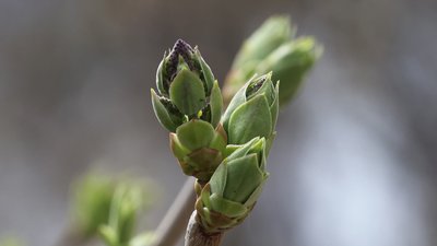 Херсон, погода, природа, бруньки, весна