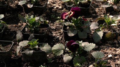 Комунальники розповіли, як готуються до висадки квітів у Рівному