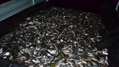 У Гайвороні зарибили озерце, яке відновили минулого року У Гайвороні зарибили озерце, яке відновили минулого року