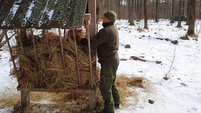 На Конотопщині Сумської області збільшується популяція зубрів На Конотопщині Сумської області збільшується популяція зубрів