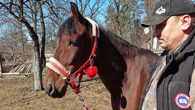 Розстріляні коні у Бучі: як шукали та рятували вцілілих. СУСПІЛЬНЕ | ВІДЕОНОВИНИ