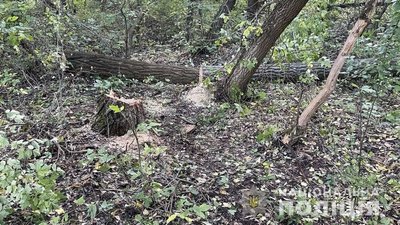 На Полтавщині на чоловіка впало дерево: він загинув