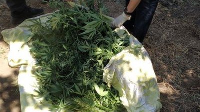 Гасили пожежу - знайшли коноплі: у Херсоні чоловік вирощував наркорослини у власному дворі Гасили пожежу - знайшли коноплі: у Херсоні чоловік вирощував наркорослини у власному дворі