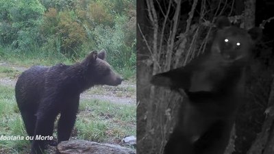 В іспанському заповіднику вперше за 150 років помітили бурого ведмедя