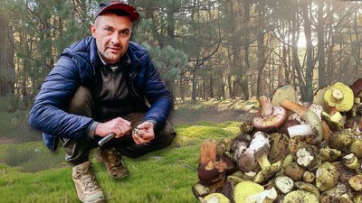 Як на Рівненському Поліссі збирають зелениці