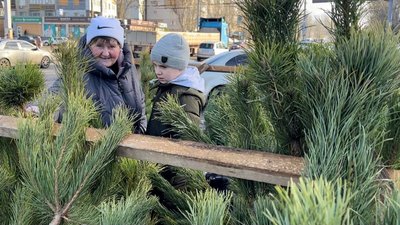 На Миколаївщині перевіряють законність продажу новорічних дерев