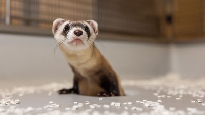 Вперше у світі клонована тхориця народила дитинчат Вперше у світі клонована тхориця народила дитинчат