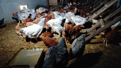 Історія родини, яка переїхала з Росії до Запорізької області та відкрила бізнес