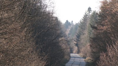 Врятувати Чорний ліс: на Прикарпатті хочуть створити національний природний парк