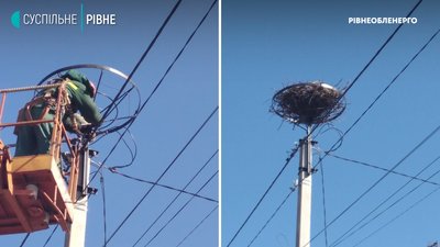 На Рівненщині лелекам встановлюють каркаси для гнізд, які не падають