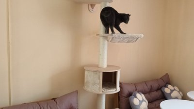 іграшки для кота іграшки для кота