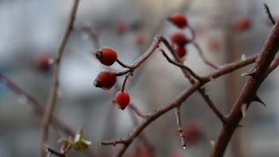Херсон, погода, природа, довкілля