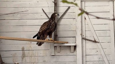 У Національному природному парку «Синевир» випустили на волю дворічного орлана-білохвоста.