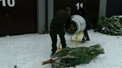 Заготівля новорічних ялинок і сосен: скільки виростили на Волині Заготівля новорічних ялинок і сосен: скільки виростили на Волині