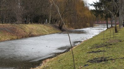 У Центральному парку Луцька висадили молоді липи У Центральному парку Луцька висадили молоді липи