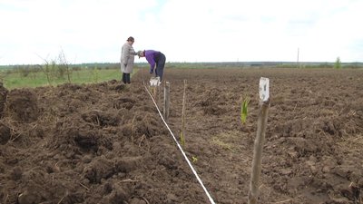 У селі Берездів засаджують поле прощею два гектори. У селі Берездів засаджують поле прощею два гектори.