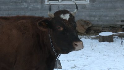 Марія Джуряк тримає худобу Марія Джуряк тримає худобу