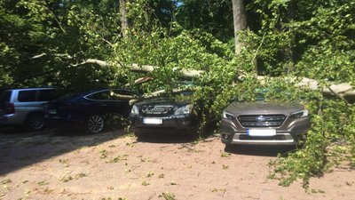 Два "Subaru", два "Ford", "Lexus" та "Tesla": на Закарпатті гілка дерева впала на шість автомобілів Два "Subaru", два "Ford", "Lexus" та "Tesla": на Закарпатті гілка дерева впала на шість автомобілів