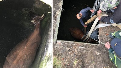 У селі на Кіровоградщині корову дістали з ями У селі на Кіровоградщині корову дістали з ями