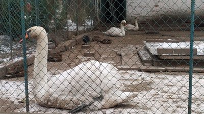 "Коли замерзає вода, їм нічим живитися". У Сумах на водоймі помітили кількох лебедів "Коли замерзає вода, їм нічим живитися". У Сумах на водоймі помітили кількох лебедів