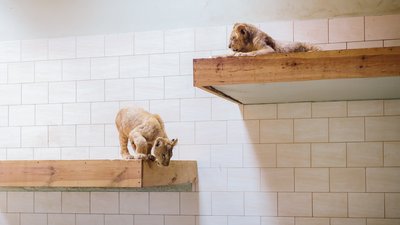 Буде новий прайд: Луцькому зоопарку подарували двох левенят Буде новий прайд: Луцькому зоопарку подарували двох левенят