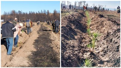 На Луганщині на місці згорілого лісу волонтери та військові висадили львівські саджанці