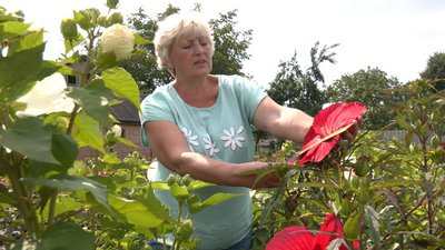 Квітникарка вирощує гібіскуси Квітникарка вирощує гібіскуси