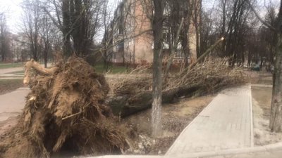 У Чернігові дерево впало на жінку. Її забрала «швидка»