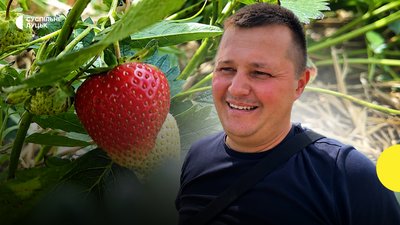 Полуниця Волинь, полуниця Хорохорин, робота в Хорохорині, заробіток на полуниці