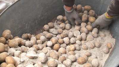 Картопляна "посівна": на Волині