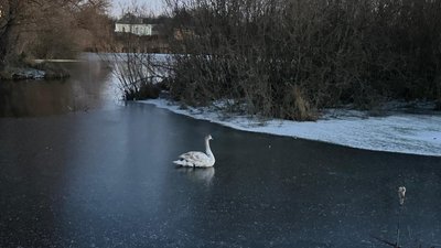На Полтавщині рятувальники визволили лебедя із зимового ставка