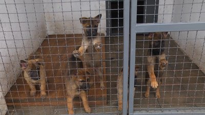 На фото цуценята бельгійської вівчарки. 8 листопада 2022 року. На фото цуценята бельгійської вівчарки. 8 листопада 2022 року.