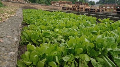 Cад-город у Полтаві: як готуються до зими