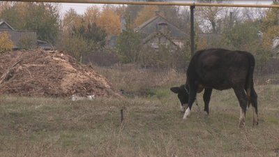 На Дніпропетровщині втричі зросла кількість випадків сказу тварин: як проходить імунізація