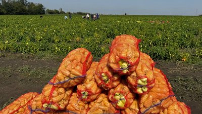 На Кіровоградщині збирають ґрунтові овочі – яку прогнозують ціну 