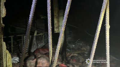 Свині на Чернігівщині: близько тисячі свиней загинуло через атаку РФ
