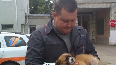 Волинські газовики рятують тримісячне щеня, яке втрапило під машину Волинські газовики рятують тримісячне щеня, яке втрапило під машину