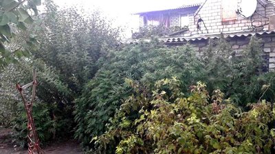 У жителя Херсонщини поліцейські знайшли посів конопель