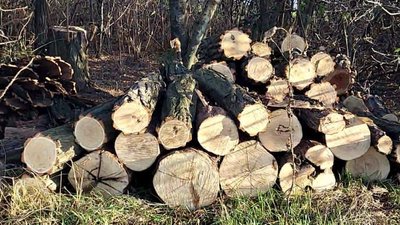 Вилучили деревину, наркотики, зброю. На Дніпропетровщині затримали злочинну групу за підозрою у незаконній рубці лісу