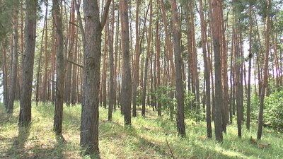 У Хмельницькій області лісівники незаконно зрубали близько 2,5 тисячі дерев