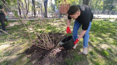 Сріблясті клени та вейгела. У Дніпрі студенти і волонтери озеленили сквер Сріблясті клени та вейгела. У Дніпрі студенти і волонтери озеленили сквер