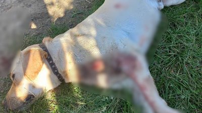 "Собака зайшов на приватне подвір’я". На Буковині чоловік, який застрелив лабрадора, заплатить штраф "Собака зайшов на приватне подвір’я". На Буковині чоловік, який застрелив лабрадора, заплатить штраф