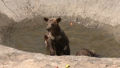 У львівський притулок "Домажир" привезли трьох ведмежат У львівський притулок "Домажир" привезли трьох ведмежат