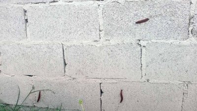 Популяризація рудих слимаків в останні роки значно зросла Популяризація рудих слимаків в останні роки значно зросла