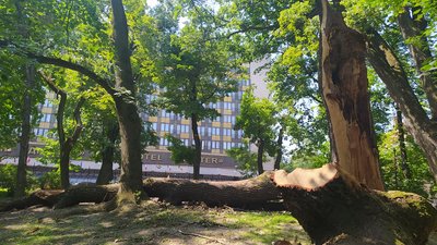 Предмети побуту та скульптури: як у Львові використають повалені дерева Предмети побуту та скульптури: як у Львові використають повалені дерева