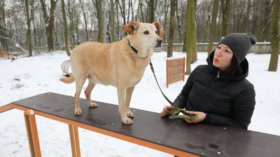 У Львові облаштували тренувальний майданчик для собак