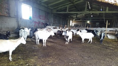 На Львівщині фермерка прихистила близько 400 переселенців
