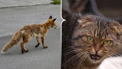 Сказ у кота на Волині, сказ у лисиці на Волині, випадки сказу на Ковельщині