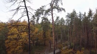 На Черкащині всихає ліс. Загальна площа ураження – майже 25 тисяч гектарів